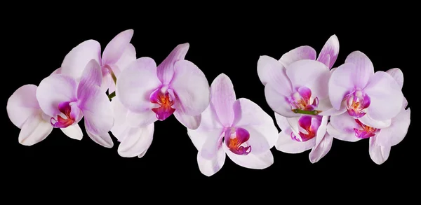 Много розовых цветов орхидеи на черном — стоковое фото