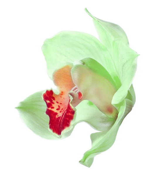 Flor de orquídea verde y roja aislada en blanco —  Fotos de Stock