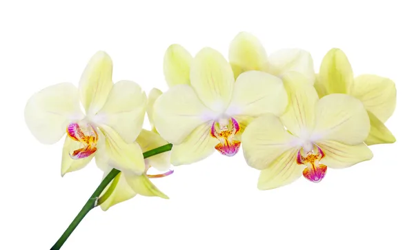 Ramo isolado da orquídea com flores amarelas limão — Fotografia de Stock