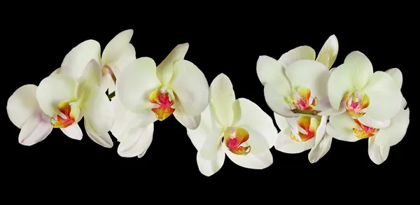Many yellow orchid flowers on black — Stock Photo, Image