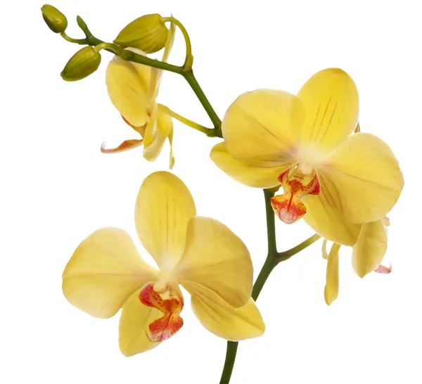 Flores de orquídea doradas aisladas en blanco — Foto de Stock