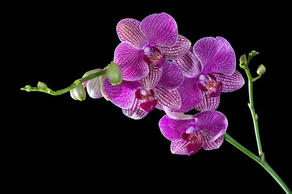 Dunkelrosa Orchideenblüten isoliert auf schwarz — Stockfoto