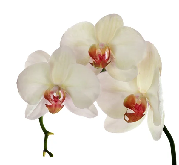 Drei hellgelbe Orchideen auf Zweig — Stockfoto