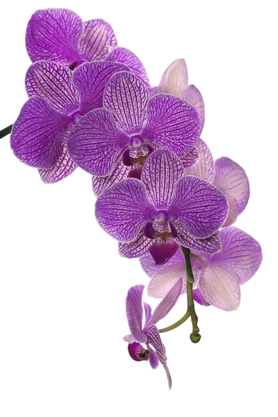 Izolované Lila květy orchidejí clusteru — Stock fotografie
