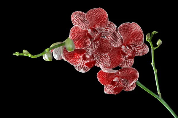Червоні квіти орхідей ізольовані на чорному — стокове фото