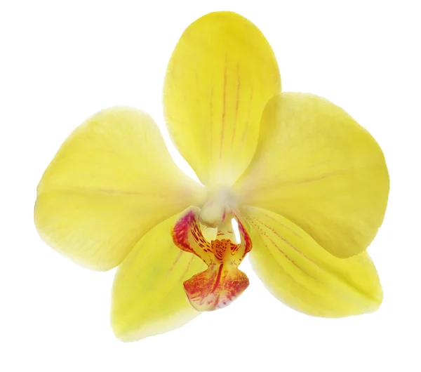 Single yellow orchid flower on white — Stockfoto