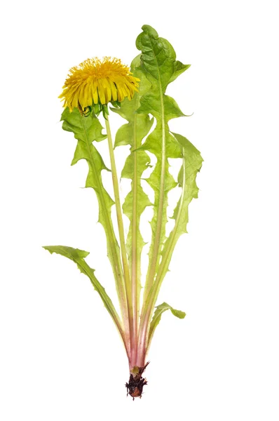 Yellow dandelion with green leaves — Stockfoto