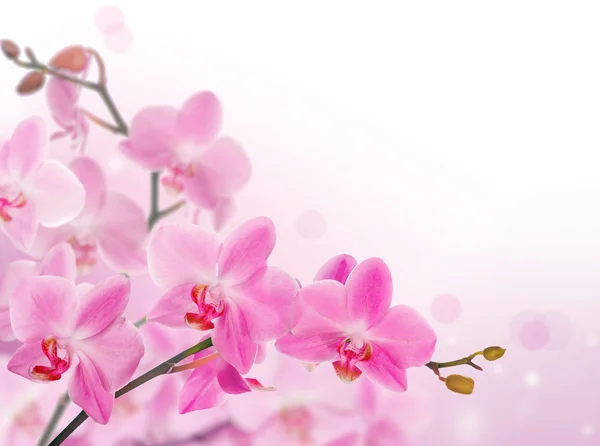 Dekorace od světle růžové orchideje — Stock fotografie