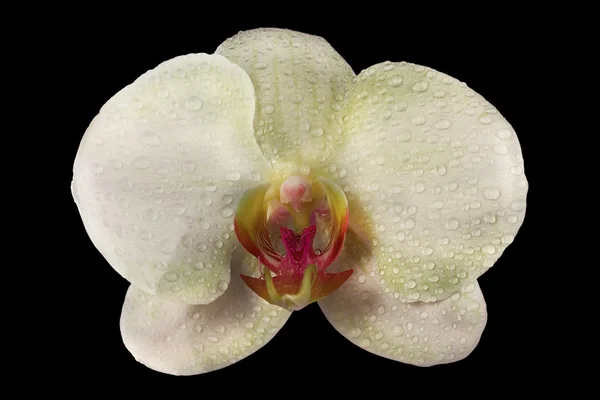 Gul orkidé blomma i droppar isolerade på svart — Stockfoto
