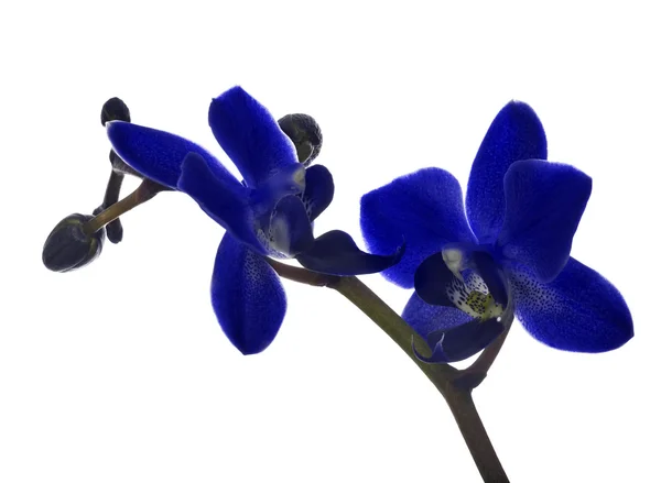 Piccoli fiori di orchidea blu scuro su bianco — Foto Stock