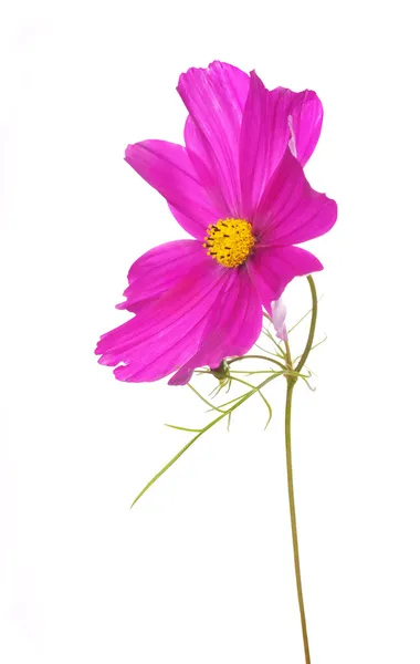 Büyük izole üzerinde beyaz Pembe çiçek — Stok fotoğraf