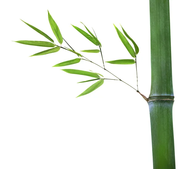 Bambù con ramo verde isolato su bianco — Foto Stock