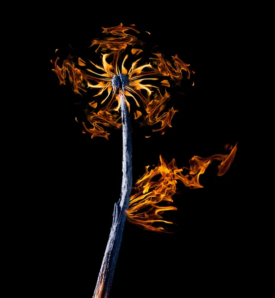 Fiamma a forma di fiore su fiammifero isolato su nero — Foto Stock