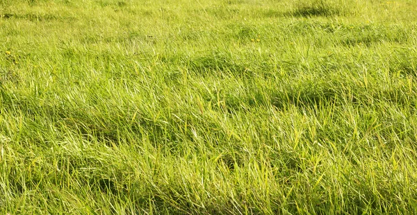 Exuberante verde hierba fondo —  Fotos de Stock