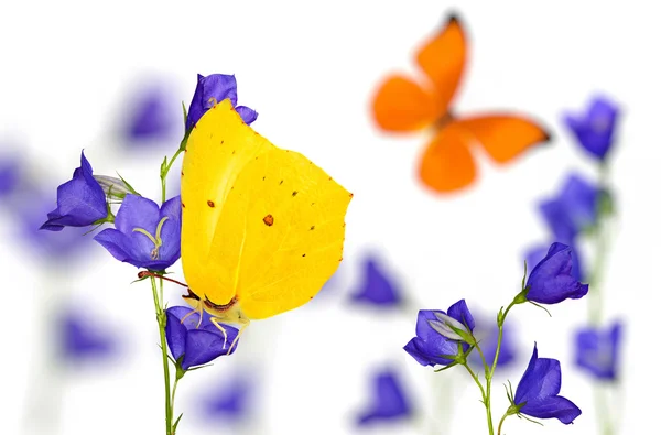 Blue campanula flowers and bright butterflies — Stock Photo, Image