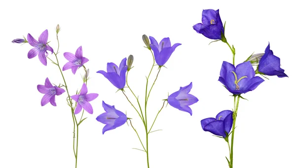 Ensemble de fleurs de campanules isolées sur blanc — Photo