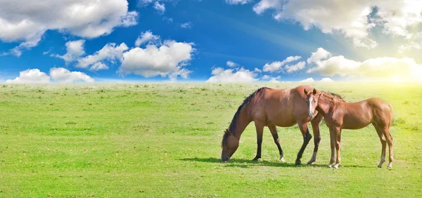 Лошадь и жеребенок на закате — стоковое фото