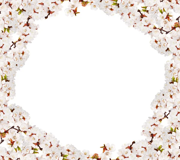 Isolated cherry-tree white flowers frame — Stock Photo, Image