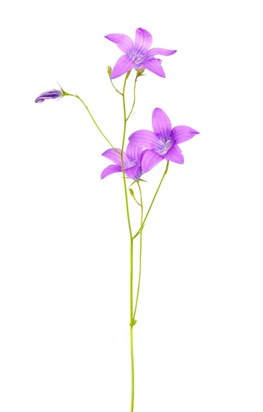 白で隔離されるライラック カンパニュラメジウム切り花の受粉花 — ストック写真