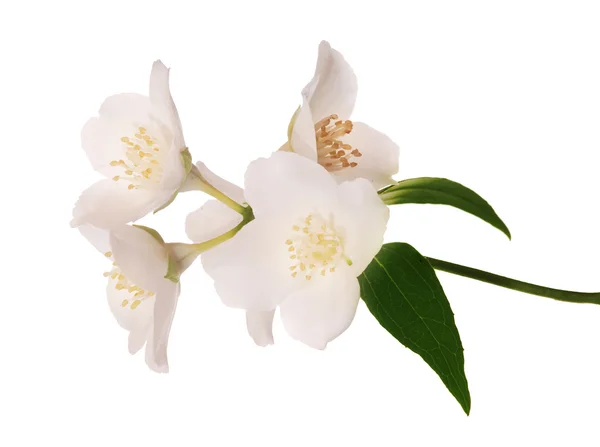 Five isolated jasmine flowers branch — Stock Photo, Image