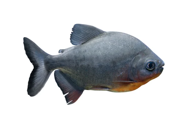 Piranha isolerad på vit bakgrund — Stockfoto