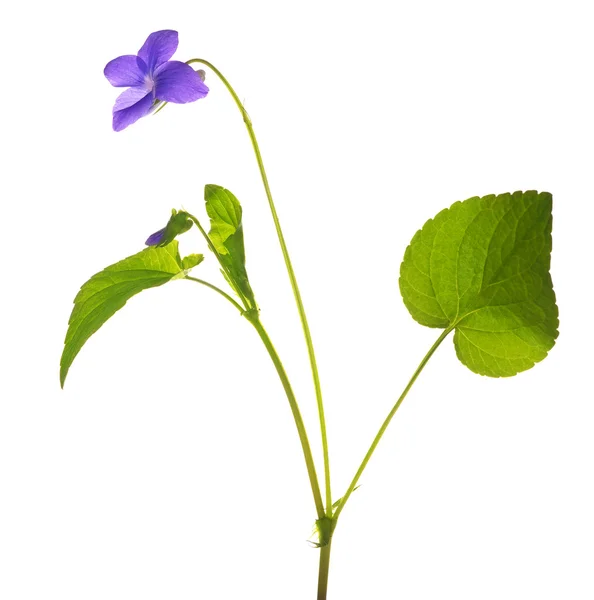 Flor violeta silvestre aislado en blanco —  Fotos de Stock