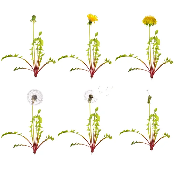 Dandelion from the begining to senility — Stock Photo, Image