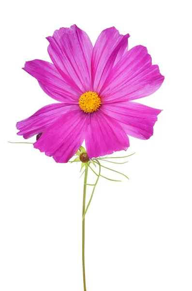 Große isolierte rosa Blume — Stockfoto