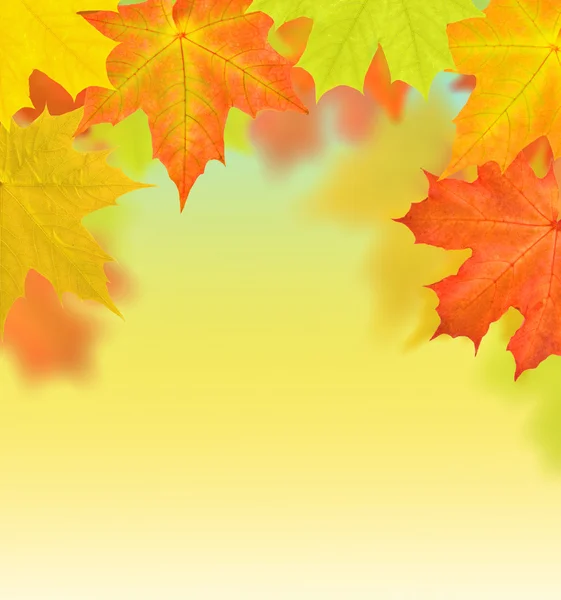 Rode en gouden herfst esdoorn bladeren helft frame — Stockfoto