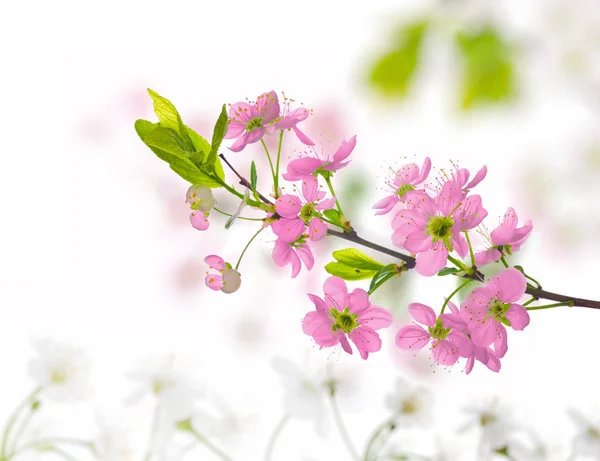 Φόντο λευκό και ροζ λουλούδι Κερασιά — Φωτογραφία Αρχείου