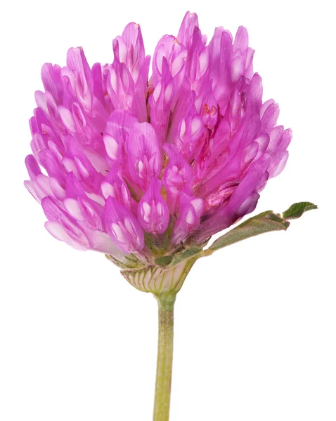 单粉红色 clower 花 — 图库照片