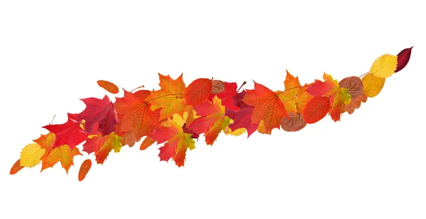 Folhas de outono brilhante ondulação isolado no branco — Fotografia de Stock