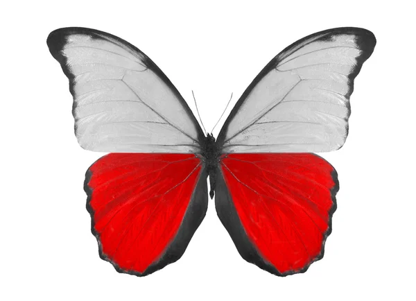 Butterfly in Poland flag colors — Stock Photo, Image