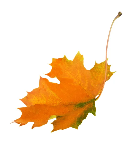 Single orange maple leaf with green edges — Stock Photo, Image