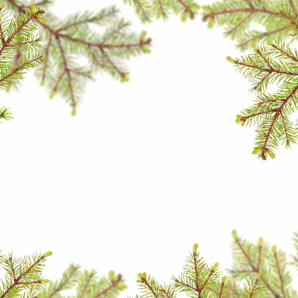 Light fir branches frame on white — Stock Photo, Image
