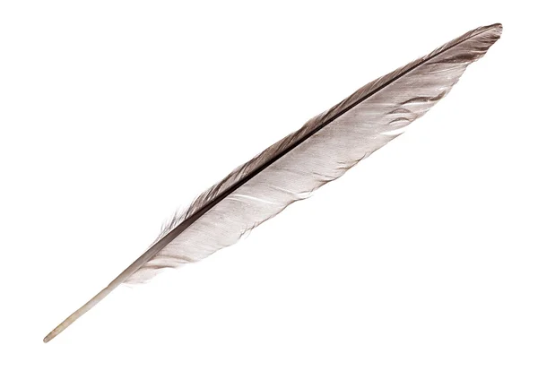 Long gray isolated feather — Stock Photo, Image