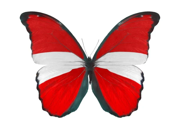 Butterfly in Austria flag colors — Stock Photo, Image