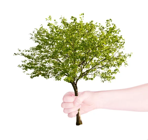 Árbol verde en mano humana aislado en blanco — Foto de Stock