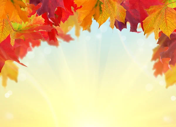 Multicolor fall maple leaves half frame — Stock Photo, Image