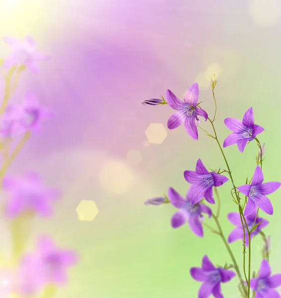 Violet campanula bloemen achtergrond — Stockfoto