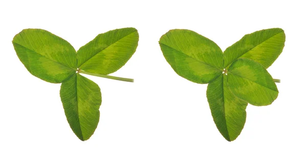 Four and three element clover leaves — Stock Photo, Image