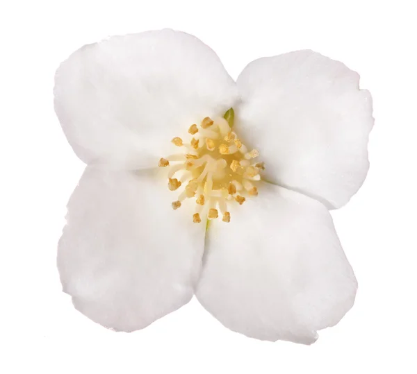 White jasmine isolated single flower — Stock Photo, Image