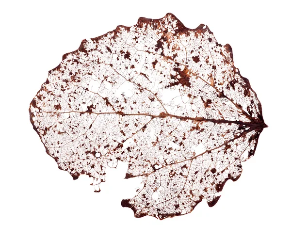 Past year dead leaf on white — Stock Photo, Image
