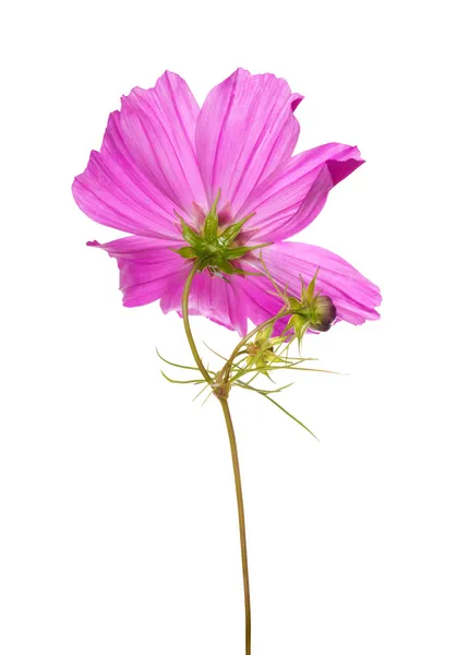 Rosa flor grande aislado en blanco — Foto de Stock