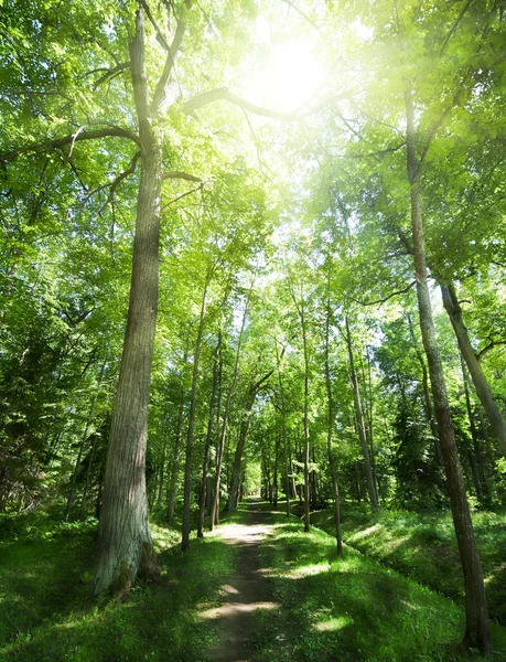 Footpat tussen bomen in groen bos — Stockfoto