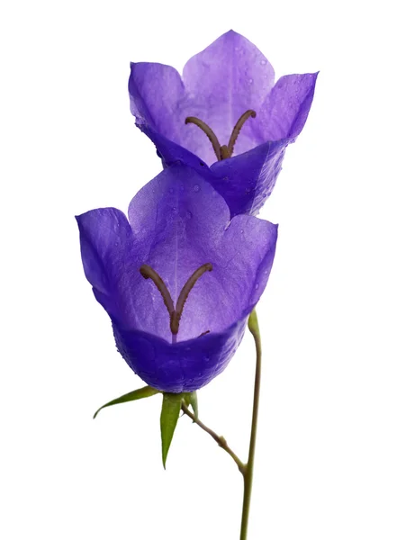 Два голубиных цветка на белом — стоковое фото