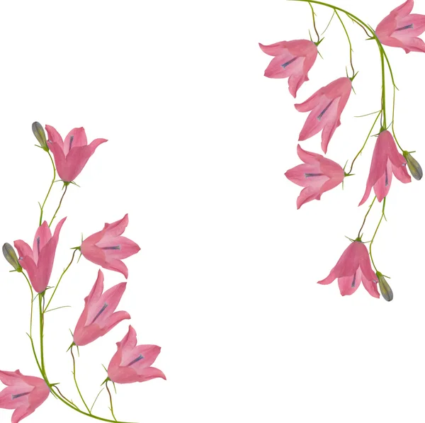 Light pink bellflowers decoration — Stock Photo, Image