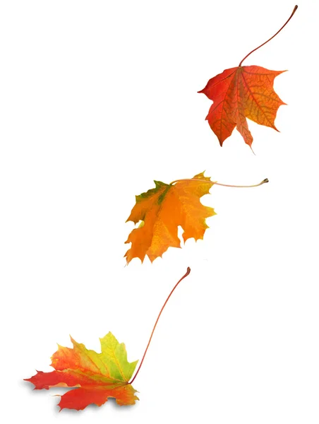 Three falling multicolor autumn maple leaves — Stock Photo, Image