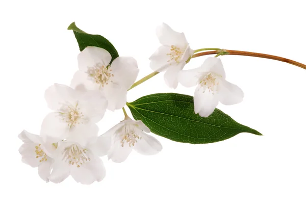 Rama con siete flores de jazmín — Foto de Stock