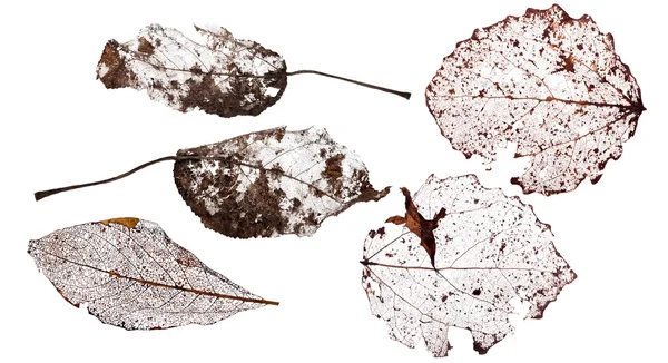 5 つの茶色の枯れ葉 — ストック写真